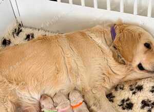Golden Retriever 1 Girl Available