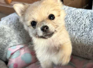 Pomeranian puppies