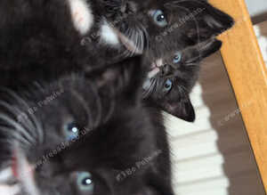 Kittens
