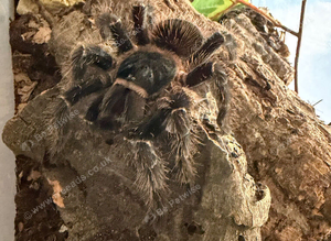 Sub adult male