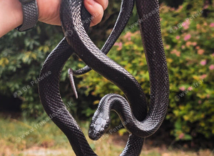Mexican black kingsnake female, friendly and 3ft vivarium