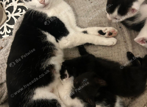 5 kittens ready now