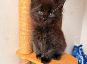 ONE BOY MAINE COON KITTENS LOOKING FOR LOVING HOME