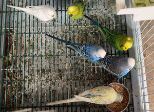 Budgies