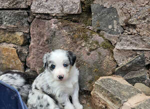 Stunning Border Collie Puppies