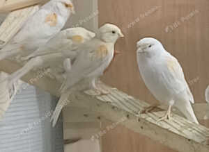 Mosaic canaries