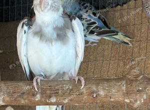 Lovely hen