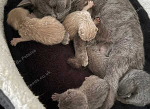 British shorthair kittens