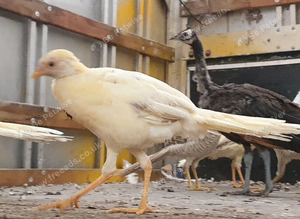 Peach golden pheasant pairs, 2026 hatched
