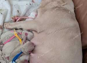 Pink Pugs