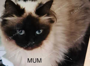 Ragdoll Kittens