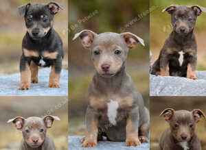 Super unique colored miniature jack russel puppies