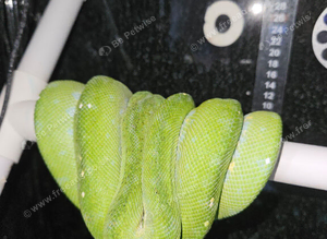 Aru Green tree python