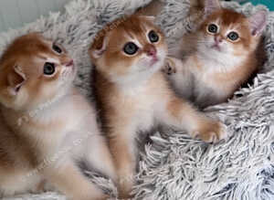 BEAUTIFUL SCOTTISH FOLD/STRAIGHT BOYS