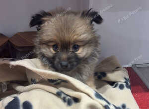Teacup Pomeranian female