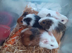 4 gorgeous baby boy guinea pigs