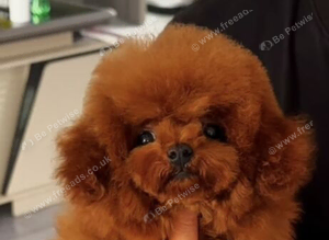Micro asian toy poodle stud