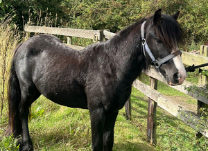 Mini cob