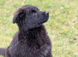 Hi, I have a black German Shepherd puppy