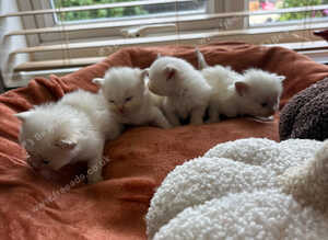 Flame point ragdoll kittens