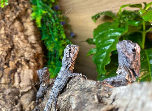Indonesian Frilled Dragons at Birmingham Reptiles