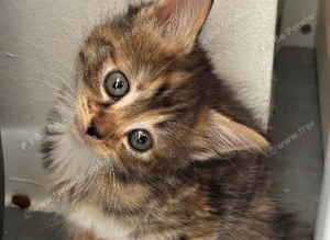 Kittens