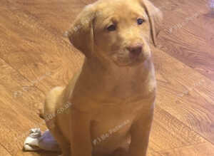 Beautiful KC registered farm bred Labrador's