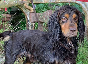 Working cocker for stud