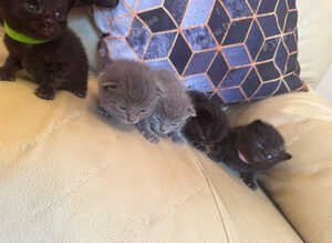 British Short Hair and Ragdoll Mixed Breed Kittens