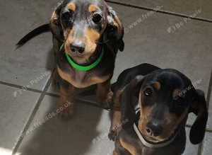 Adorable Miniature Dachsund puppies.