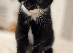 Tuxedo kitten