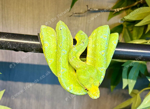 GTP + setup