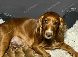 Golden Working Cocker Spaniel Puppies