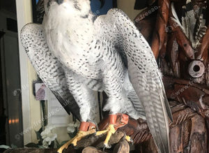 Male gyr saker falcon