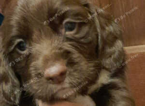 Beautiful Sprocker Puppies