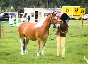 13/13.1hh, 4 year old gelding