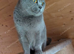 British shorthair