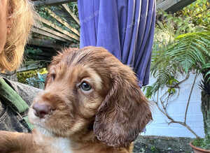 Last Puppy Available - Golden, Calm and Curious Boy