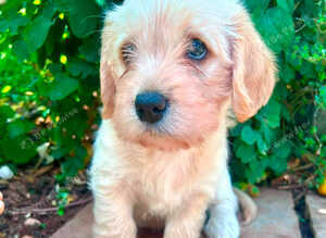 F1 Cavador Puppies
