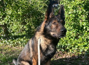 GSD working line for stud