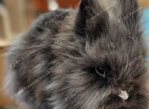 Lionhead pair