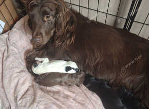 Cocker spaniels