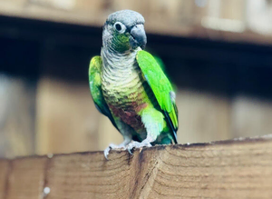 Green cheek concur