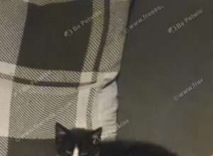 2x 10 week old kittens.