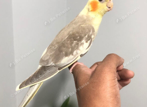 Beautiful hand tamed cinnamon cockatiels for sale.