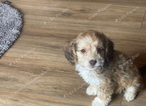 Beautiful cockapoo puppy&rsquo;s ready for there new home