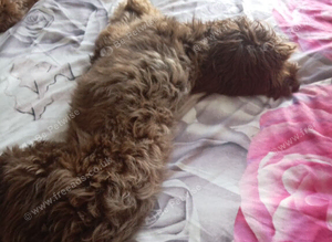 Mixed Cockapoo