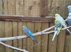 Mixed breading pair budgies