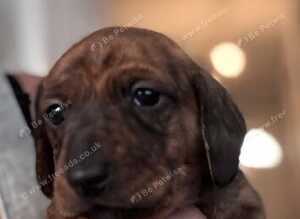 PRA clear Miniature Dachshund Boys.