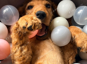 Carmel cockapoo